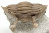 Enrolled Asaphus Kowalewskii Trilobite With Stalk Eyes #200401-4